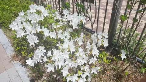 Azaleas with white are blowing in the breeze.