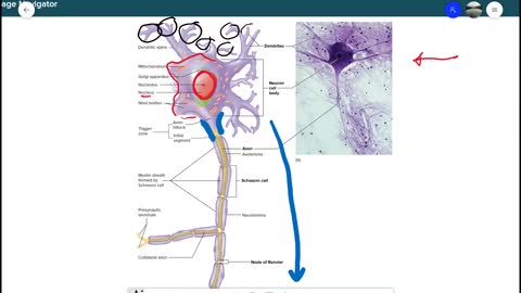 Anatomy and Physiology 1 - Chapter 11 Organization of Nervous Tissue
