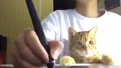 A naughty cat take her pen when she write
