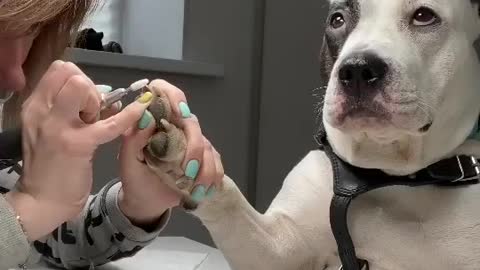 Pit bull with amazing facial reaction during his manicure