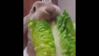 Rabbit Eats Lettuce leaves