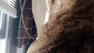 Brown dog howls while looking outside window