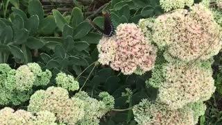 Beautiful Butterfly Feeding InThe Flower Garden