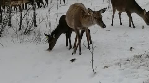 Deer eat
