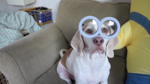 Dogs 🐶 vs Giant minion prank funny comedy video!! Ay and John