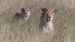 Three Cheetahs Vs Ostrich | Life