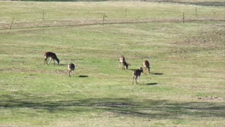 Wild Deer In Cades Cove 6