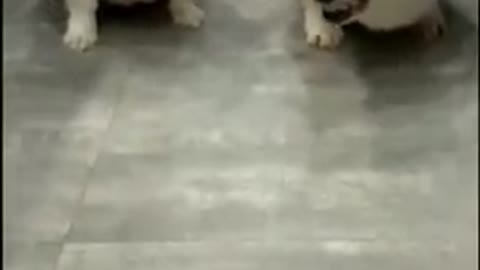 Funny Dog Videos haha :)