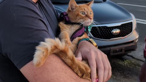 We Took Our Terminally Ill Cat to See a Final Sunset