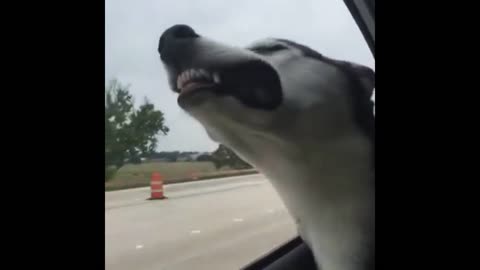 Husky dog enjoying the car ride