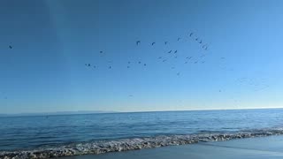 Pelicans Love Capitola