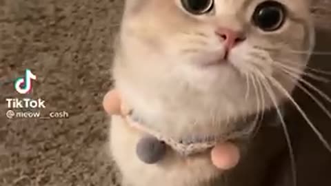 That cat is super cute 🥰🥰🥰🥰🥰🥰