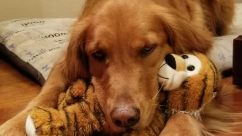 Sweet pup cuddles with her favorite stuffed animal