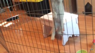 Escape de un gatito de su jaula captado en cámara