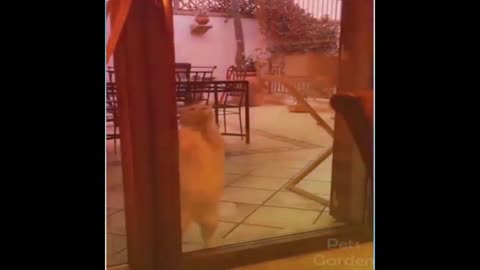 A Cat Dancing in a Funny Way