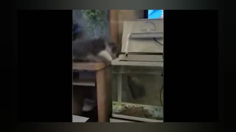 Funny Cat and Fish😀