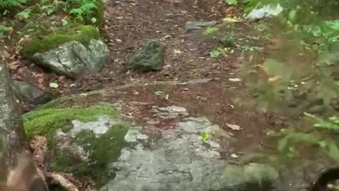 Wheelchair dogs enjoying nature