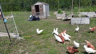 Treats for our chickens.