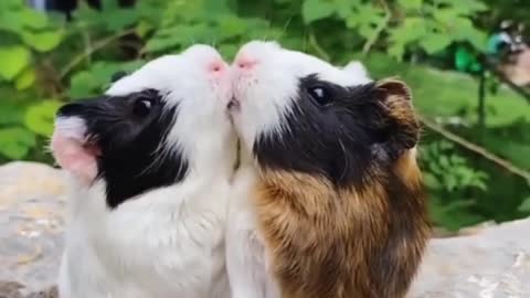 cute rabbit eating grass/ rabbitfarming