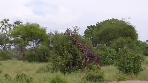 Giraffe in Tarangire National Park 4