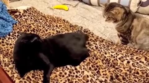 Naughty Cats Funny Video