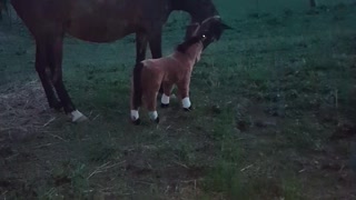Horse Seems To Hate Her Stuffed Toy, Tosses It Around The Yard