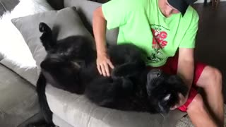 Cachorro gigante adora que le rasquen la panza