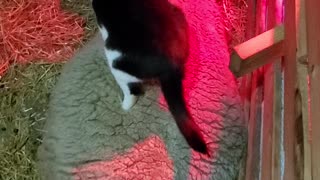 Barn Cat Gives Massages to Sheep in Labor
