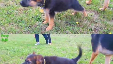 Rowdy Baby Cat and dog singing