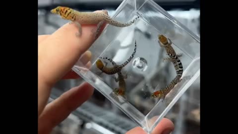 micro geckos! So tiny!