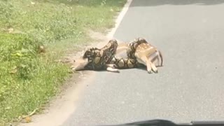 Deer Saved From Close Call with a Constrictor