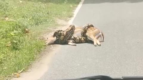 Deer Saved From Close Call with a Constrictor