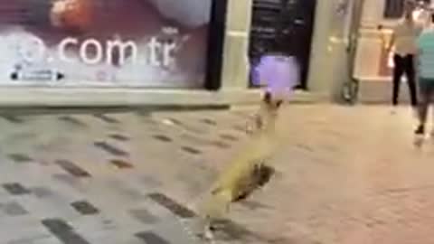 Doggo plays with a baloon out in the streets