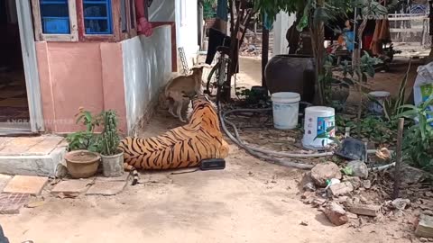 Fake tiger Prank Dog and How can I stop laughing