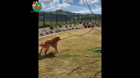 Funniest Cats And Dogs Videos 😁 - Best Funny Animal Videos 2023 🥰 Part :- 18