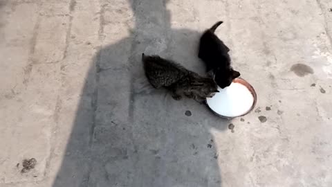 Beautiful baby Cats Milk breakfast