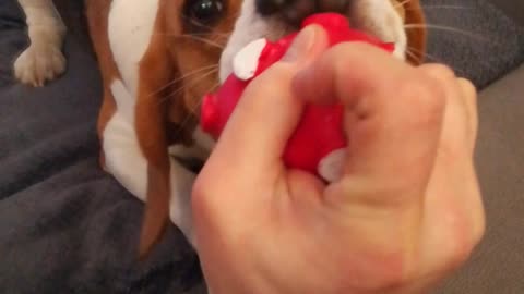 My cute Beagle playing hart Ball with me
