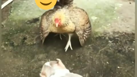 Chicken VS dog _ funny Dog Fight Video