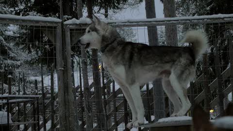 Husky looking out across a garden