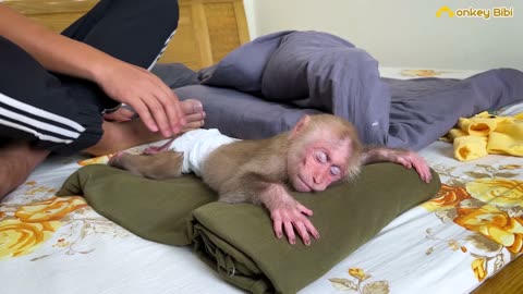 Bibi the monkey receives special care from Dad and Mom!