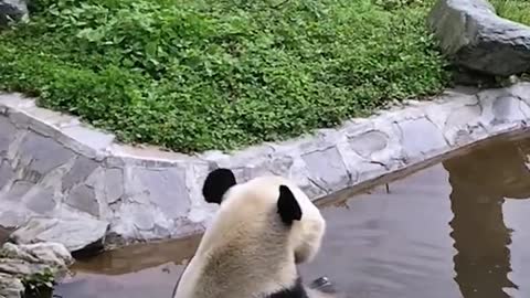 Do pandas have troubles too?