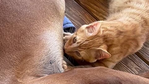 Kitty Cuddles With Doggy Friend