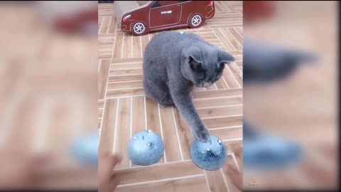 Cats funny video 24