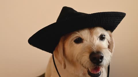 Dogs wearing a cow boy Cap