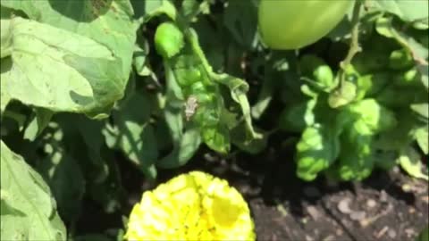 Rumble in the Jungle ! "Tomato Hornworm vs Braconid Wasp"