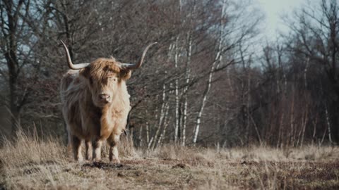 It's a "Highland Cow"