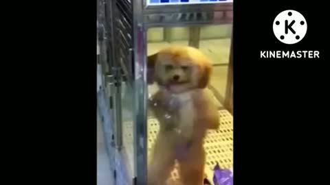 Cute dog funny dance by song 😍😂😂