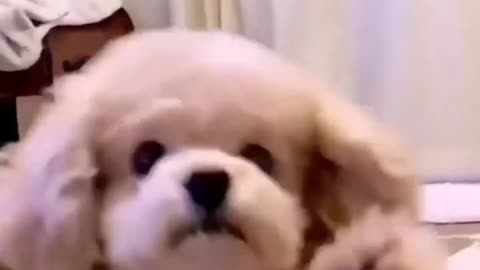 Funny puppy videos