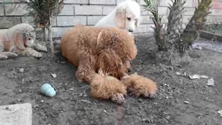 Rufus and His Kids - Sally, Cleo, and Ike Hang Out