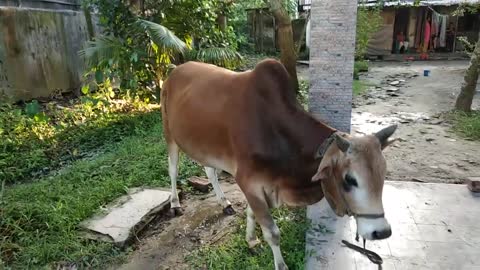Cow for Korbani